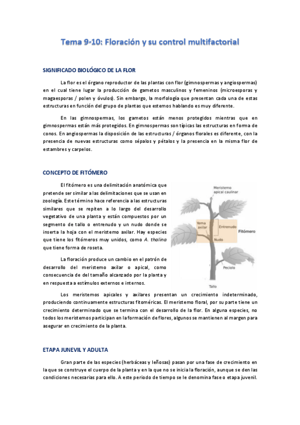 Miniatura del documento Tema-9-10-F-Vegetal-II.pdf