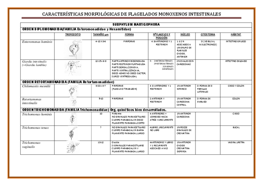 Miniatura del documento cuadro resumen flagelados PDF.pdf