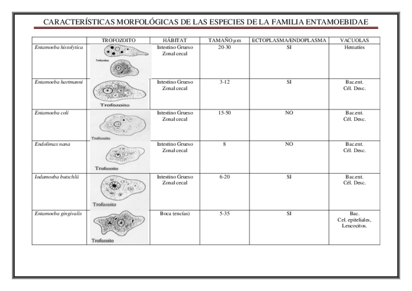 Miniatura del documento especies de la familia ENTAMOEBIDAE PDF.pdf