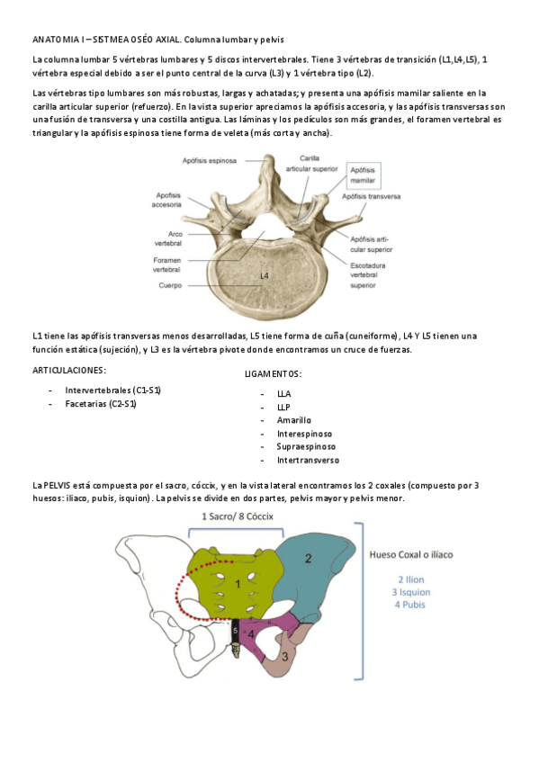 Miniatura del documento ANATOMIA-I-SISTMEA-OSEO-AXIAL.pdf