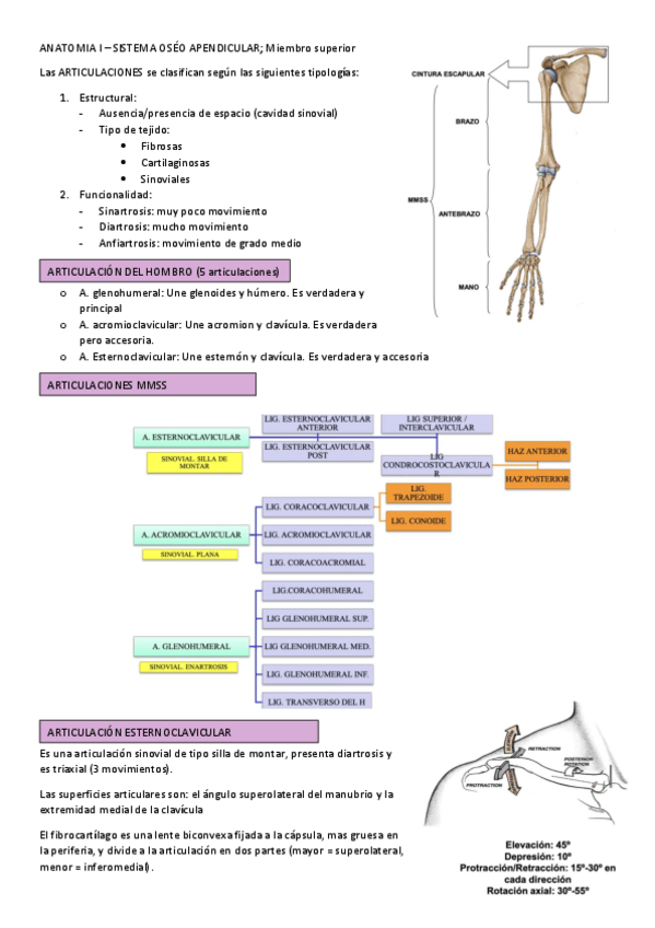 Miniatura del documento ANATOMIA-I-SISTEMA-OSEO-APENDICULAR.pdf