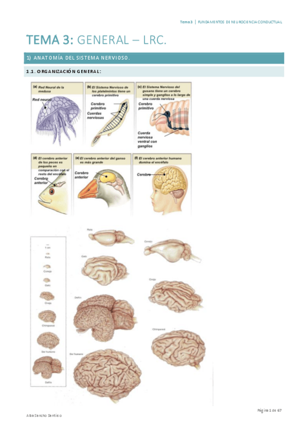 Miniatura del documento Fundamentos-de-Neurociencia-Conductual-Tema-3-Alba-Sancho.pdf
