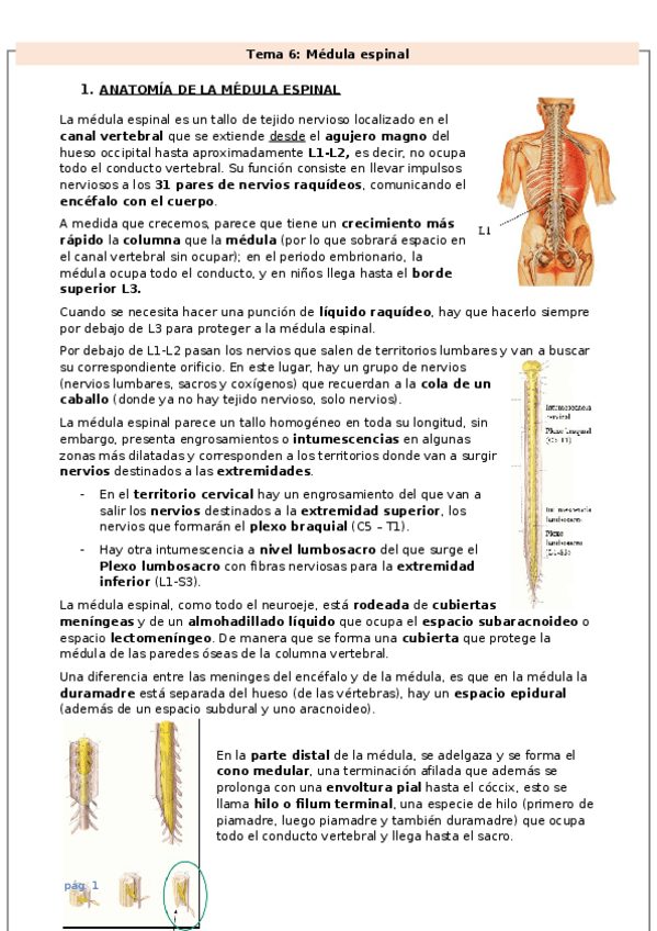 Miniatura del documento Tema-6.docx