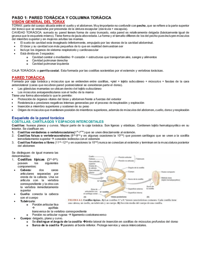 Miniatura del documento Resumen-Torax.pdf