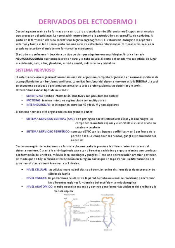 Miniatura del documento DERIVADOS-DEL-ECTODERMO-I-EMBRIOLOGIA.pdf