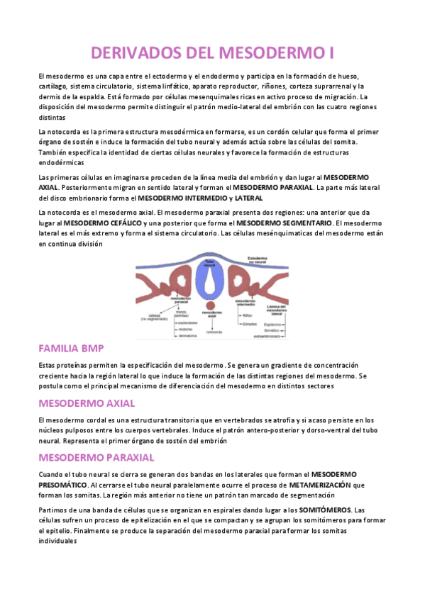 Miniatura del documento MESODERMO-I-EMBRIOLOGIA.pdf