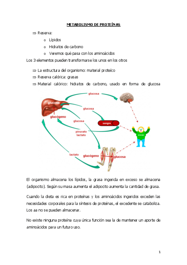 Miniatura del documento TEMA-13-METABOLISMO-PROTEINAS.pdf
