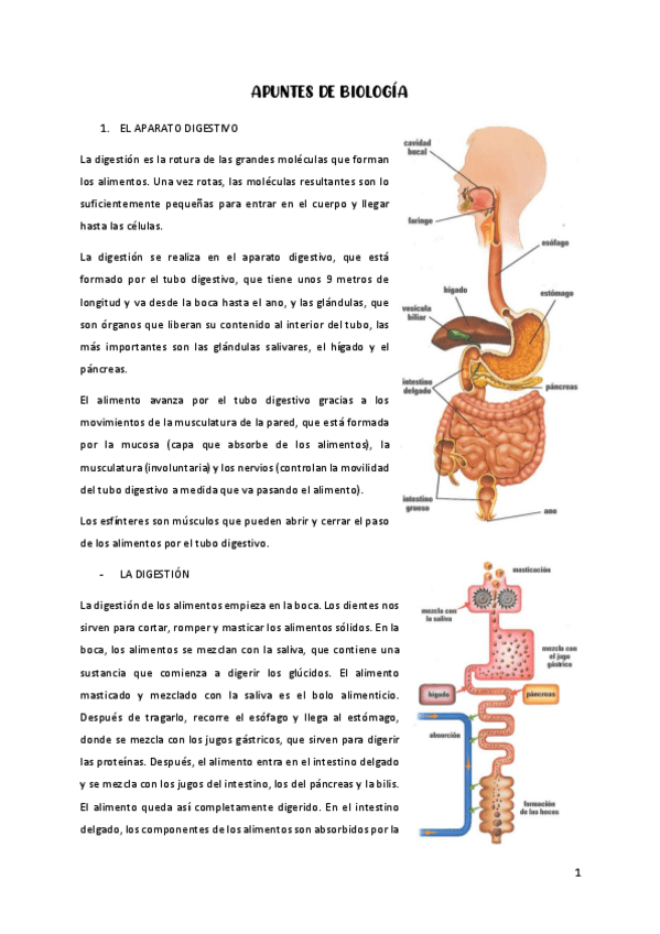 Miniatura del documento APUNTES-DE-BIOLOGIA-PARA-EL-EXAMEN.pdf