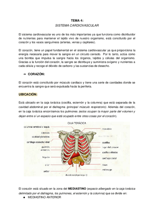 Miniatura del documento T4-Sistema-cardiovascular.docx