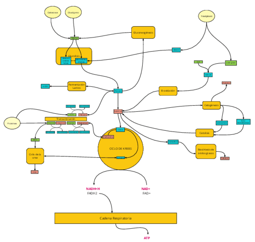 Miniatura del documento T-12-INTEGRACION-METABOLICA.pdf