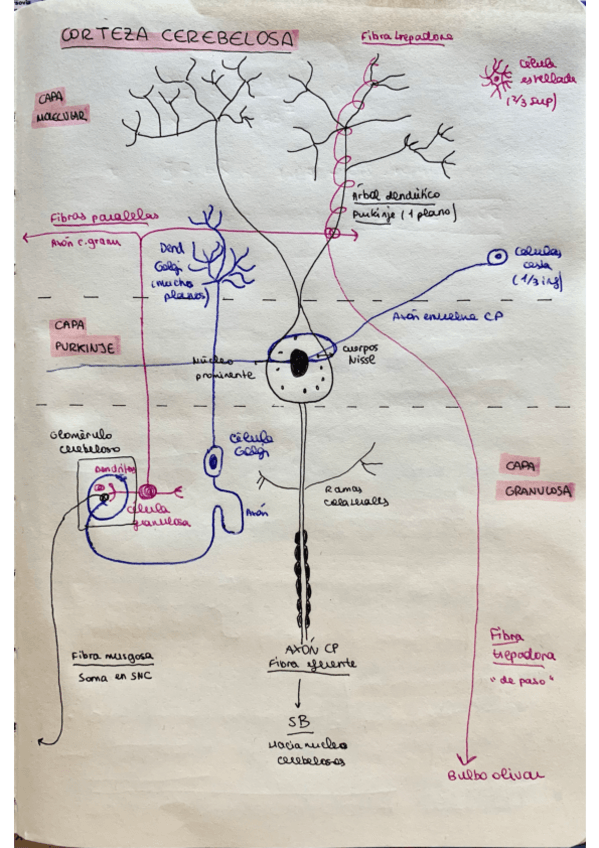Miniatura del documento Capa-cerebelosa.pdf