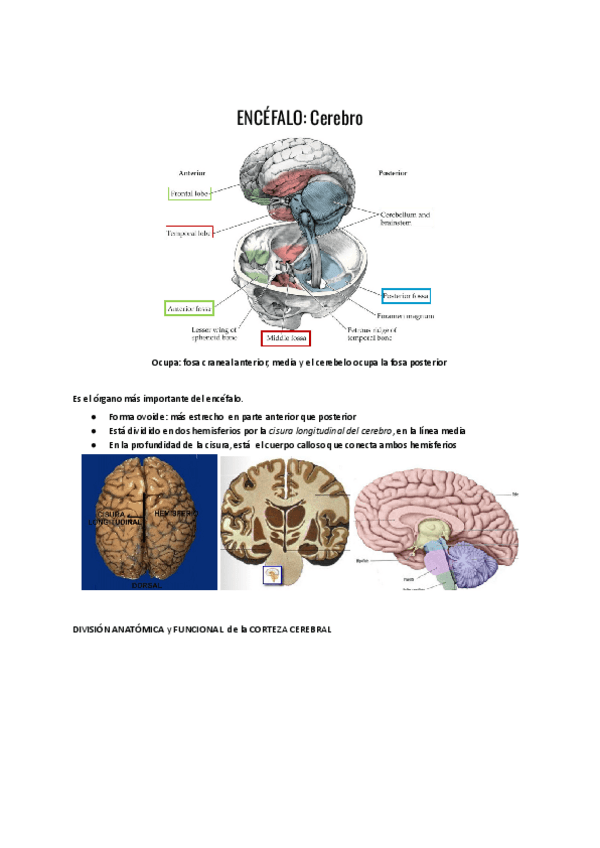 Miniatura del documento ENCEFALO-Cerebro.pdf