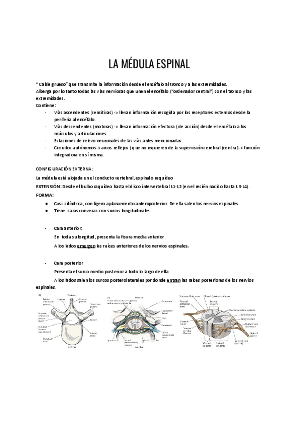 Miniatura del documento SN-Medula-espinal-y-SN-periferico.pdf