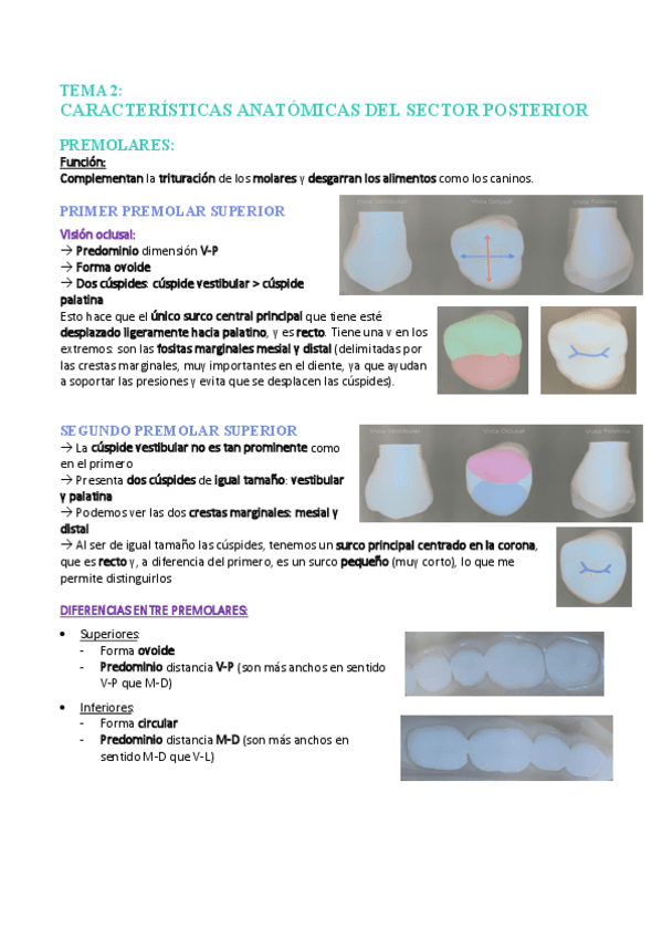 Miniatura del documento Tema-2-Sector-posterior.pdf