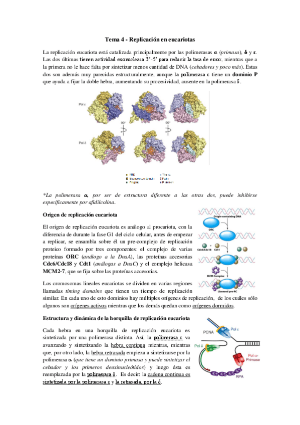 Miniatura del documento Tema 4 - Replicación en eucariotas.pdf