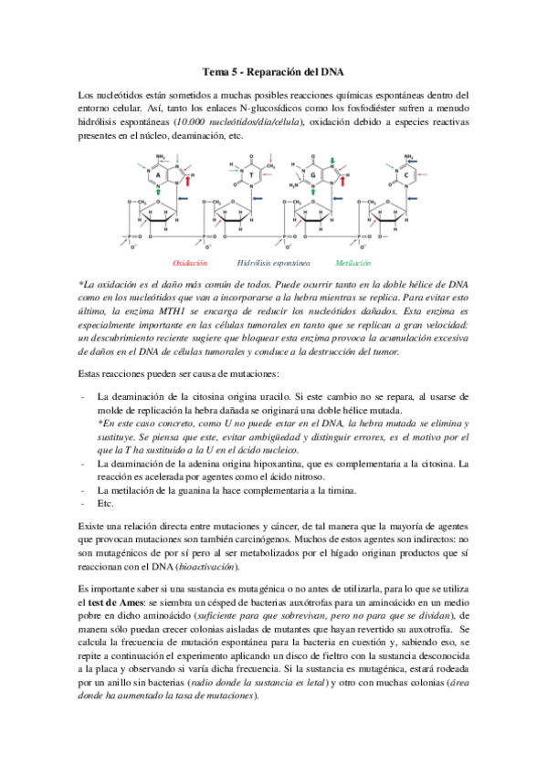 Miniatura del documento Tema 5 - Reparación del DNA.pdf
