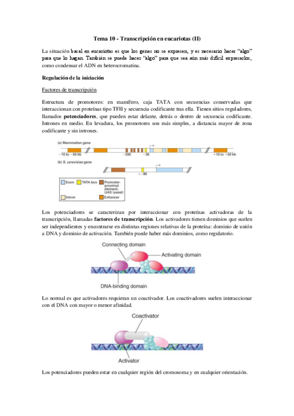 Miniatura del documento Tema 10 - Transcripción en eucariotas (II).pdf