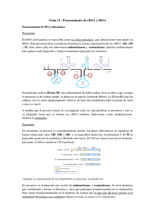 Miniatura del documento Tema 13 - Procesamiento de rRNA y tRNA.pdf