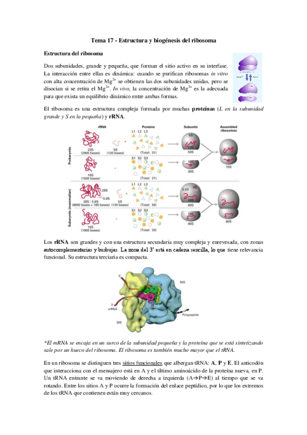 Miniatura del documento Tema 17 - Estructura y biogénesis del ribosoma.pdf