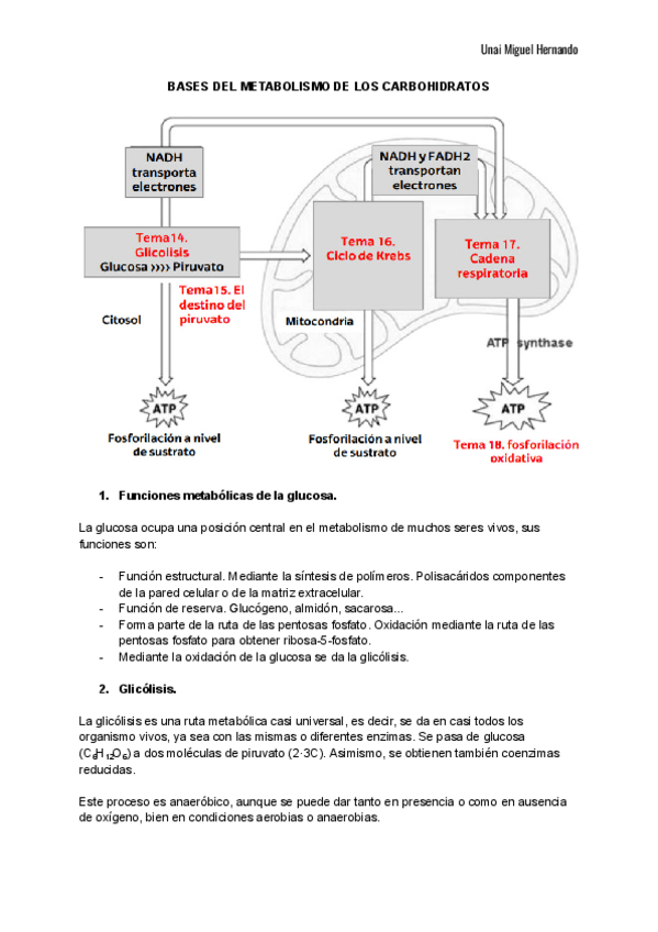 Miniatura del documento 14. Metabolismo de los carbohidratos.