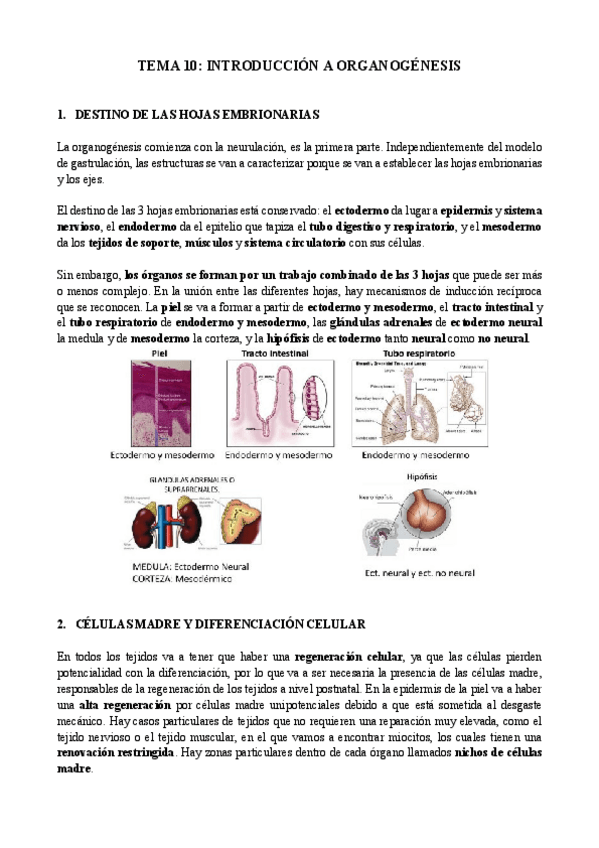 Miniatura del documento Tema-10-biologia-del-desarrollo.pdf