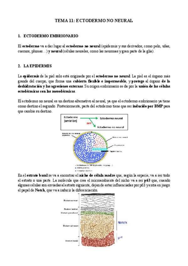 Miniatura del documento Tema-11-biologia-del-desarrollo.pdf