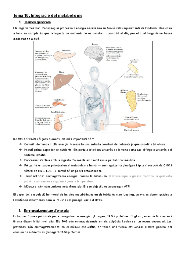 Miniatura del documento BIO. Apunts Tema 10.pdf
