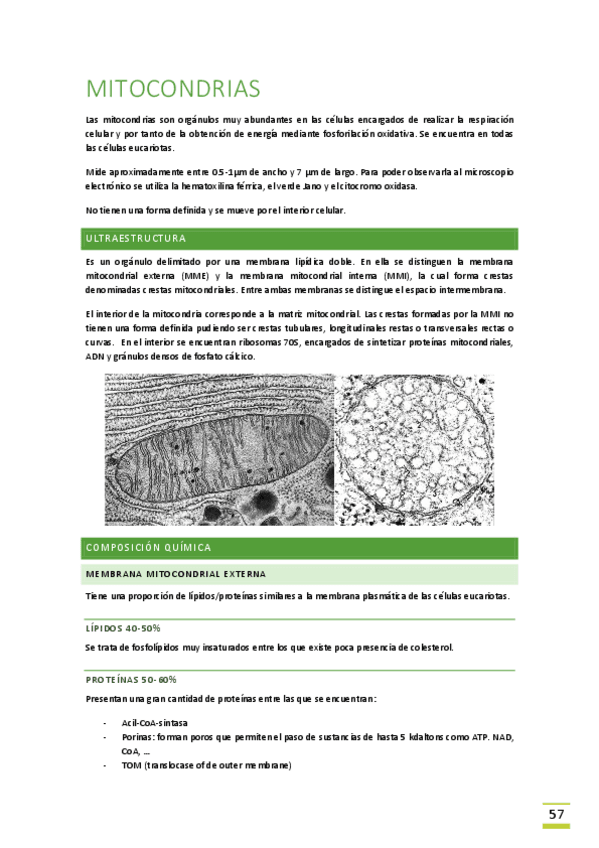 Miniatura del documento Tema-8-Mitocondria.pdf