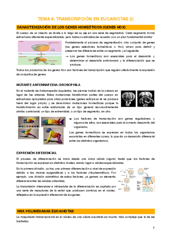 Miniatura del documento 9 - Transcripción en eucariotas (I)