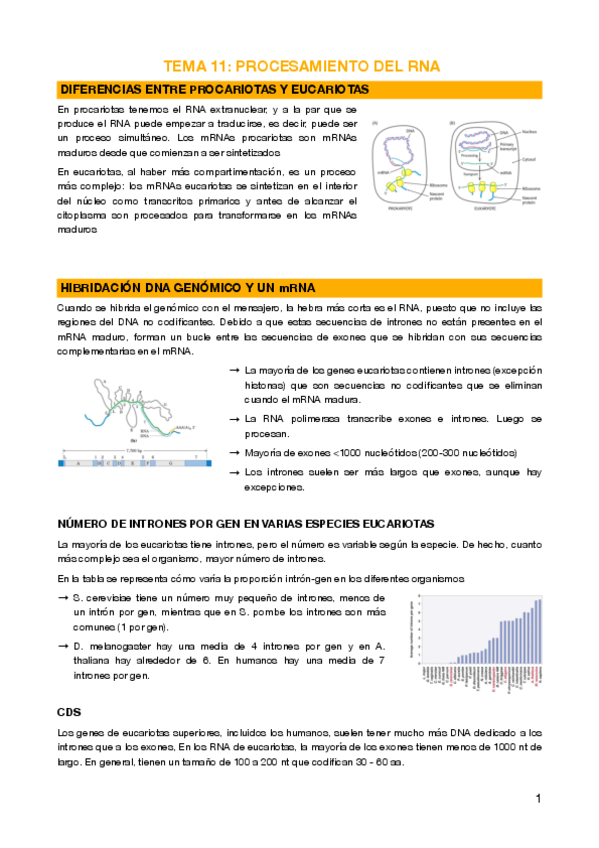 Miniatura del documento 11 - Procesamiento del RNA