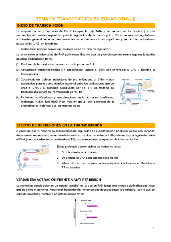 Miniatura del documento 10 - Transcripción en eucariotas (II)