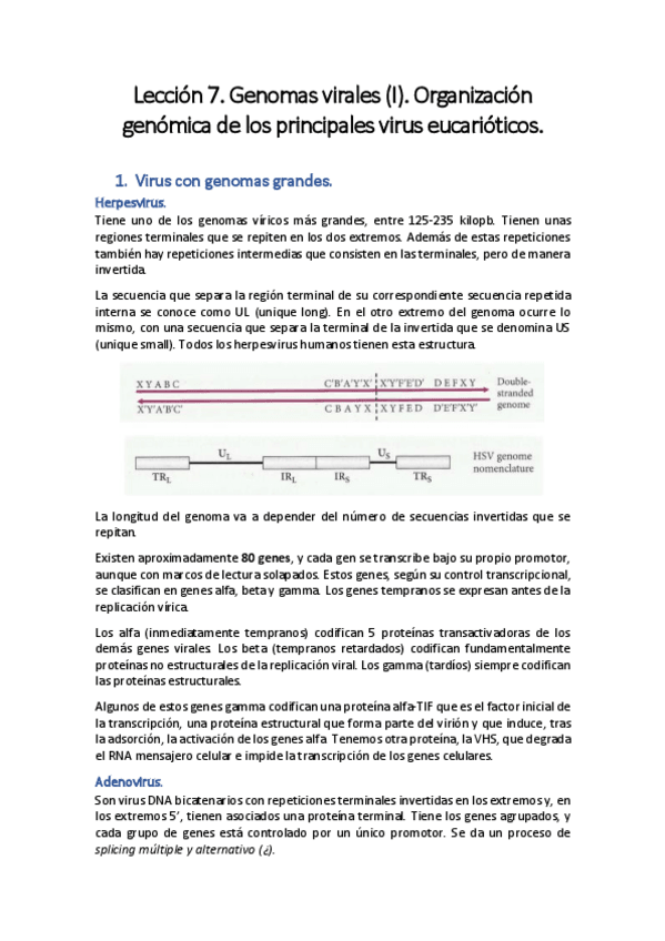 Miniatura del documento Lección 7. Genomas virales (I)..pdf
