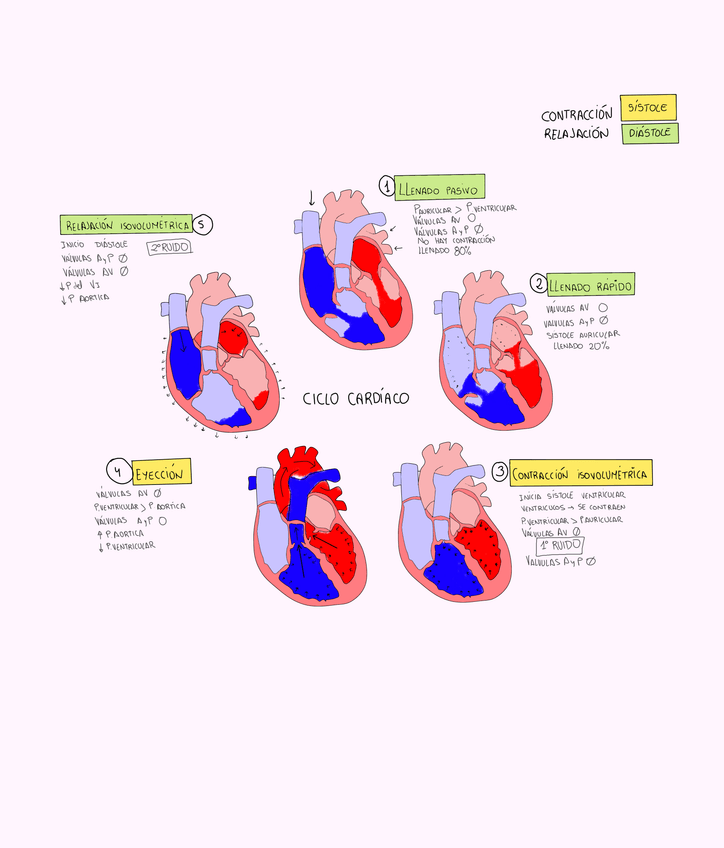 Miniatura del documento ciclo-cardiaco.jpg
