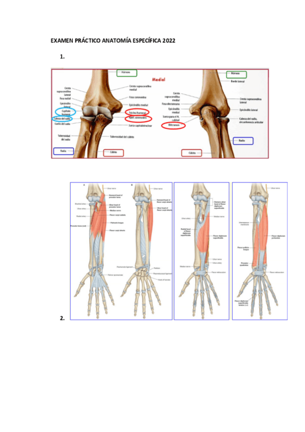 Miniatura del documento EXAMEN-PRACTICO-ANATOMIA-ESPECIFICA-2022.pdf