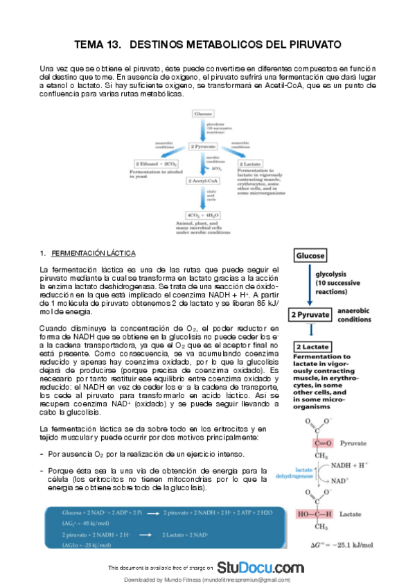 Miniatura del documento 13-Destinos-Metabolicos-DEL-Piruvato.pdf