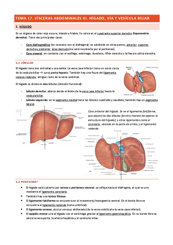 Miniatura del documento Tema-17-Visceras-Abdominales-III.pdf