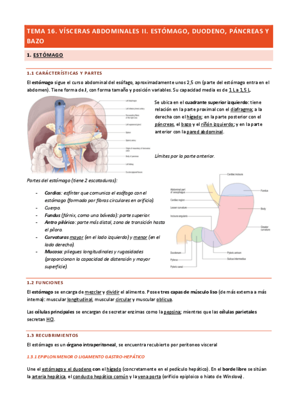 Miniatura del documento Tema-16-Visceras-Abdominales-II.pdf