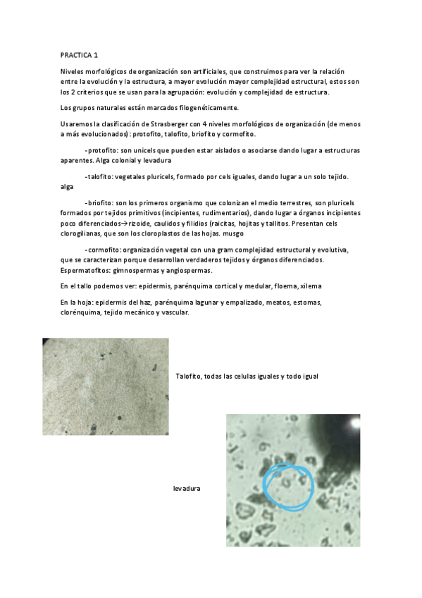 Miniatura del documento practicas.pdf