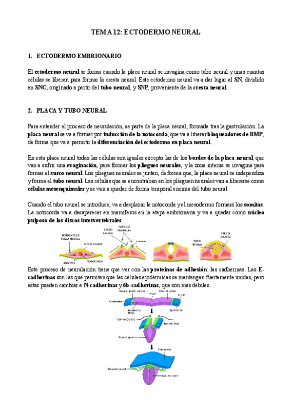 Miniatura del documento Tema-12-biologia-del-desarrollo.pdf