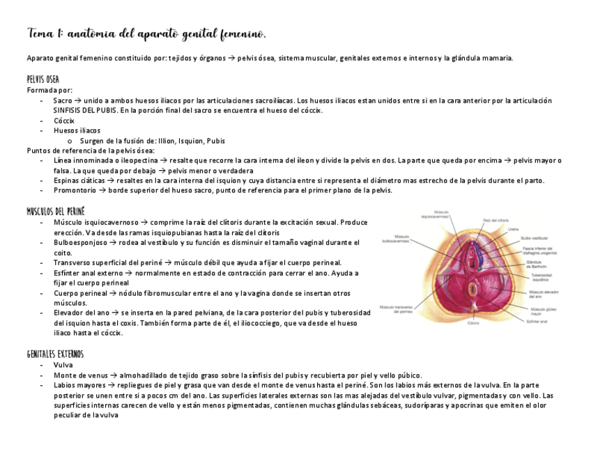 Miniatura del documento Tema-1-mujer-esquema.pdf