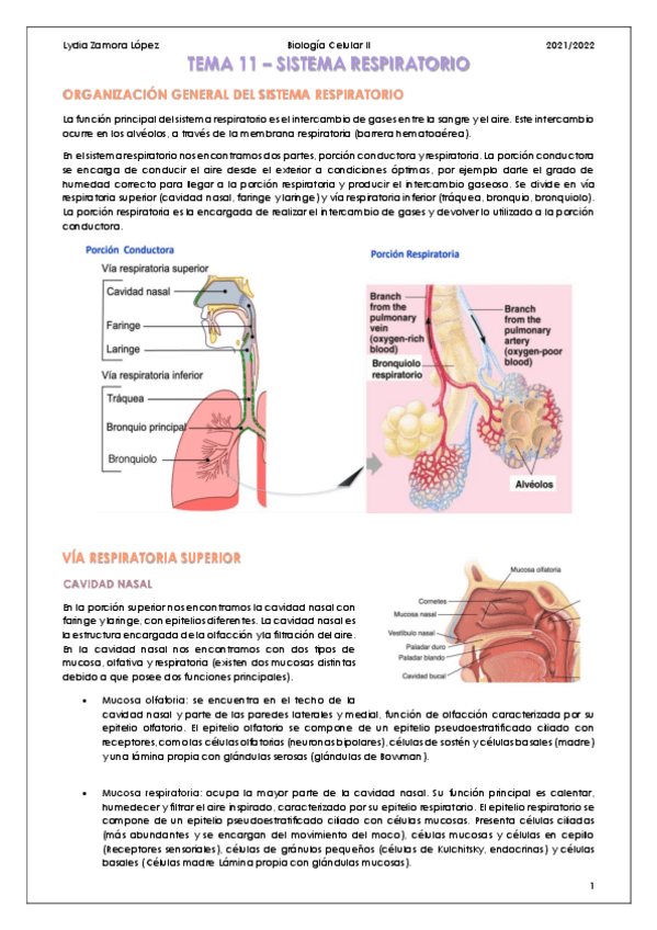 Miniatura del documento Tema-13-Sistema-respiratorio.pdf