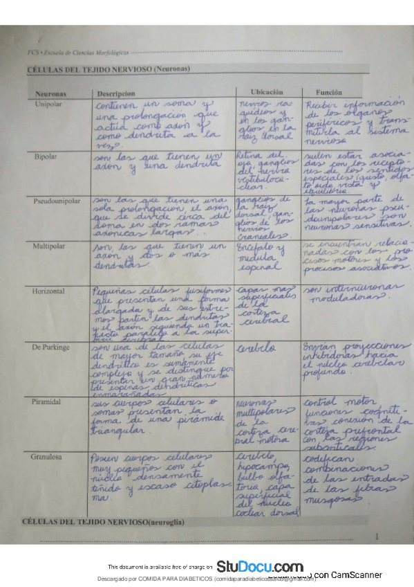 Miniatura del documento Tejido-nervioso-celulas-division-medula-espinal.pdf