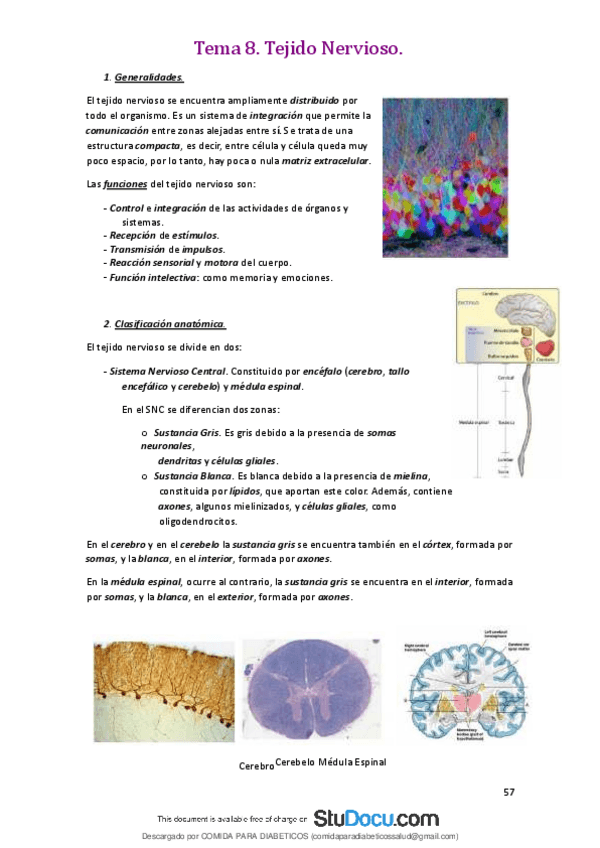 Miniatura del documento Tejido-Nervioso-Generalidades-Clasificacion-anatomica-y-tipos-celulares.pdf