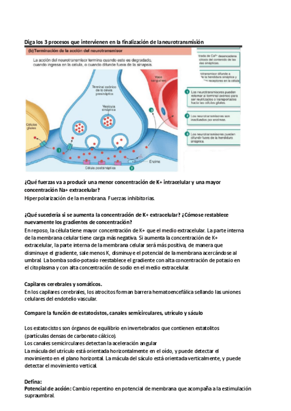 Miniatura del documento Primer-parcial-preguntas-desarrollo.pdf
