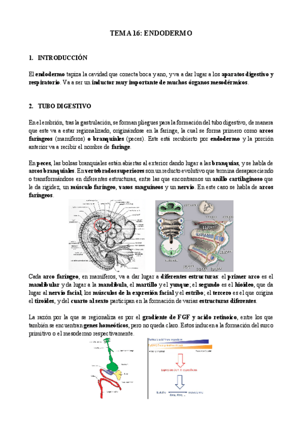 Miniatura del documento Tema-16-biologia-del-desarrollo.pdf