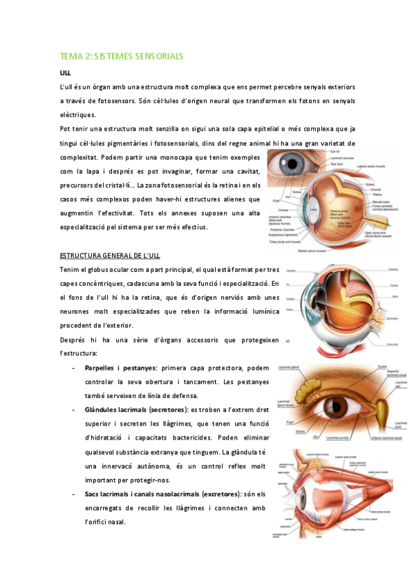 Miniatura del documento HS-Tema-2-Sistemes-sensorials.pdf