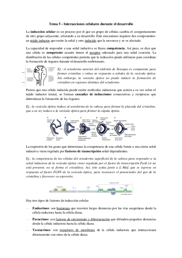 Miniatura del documento Tema 5 - Interacciones celulares durante el desarrollo.pdf