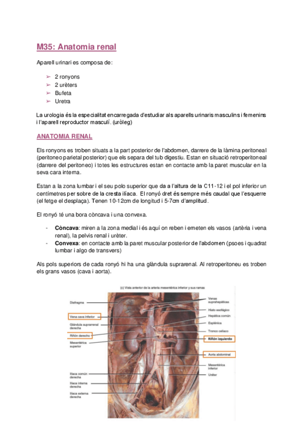 Miniatura del documento magis-renal.pdf