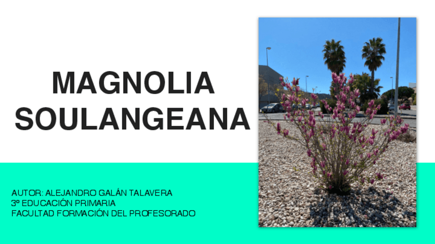 Miniatura del documento ADOPTA-UN-ARBOL.pdf