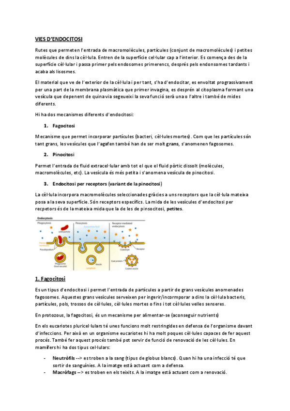 Miniatura del documento T6VIES-ENDOCITOSI.pdf